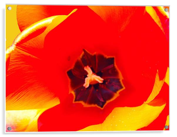 Tulip Acrylic by Erzsebet Bak