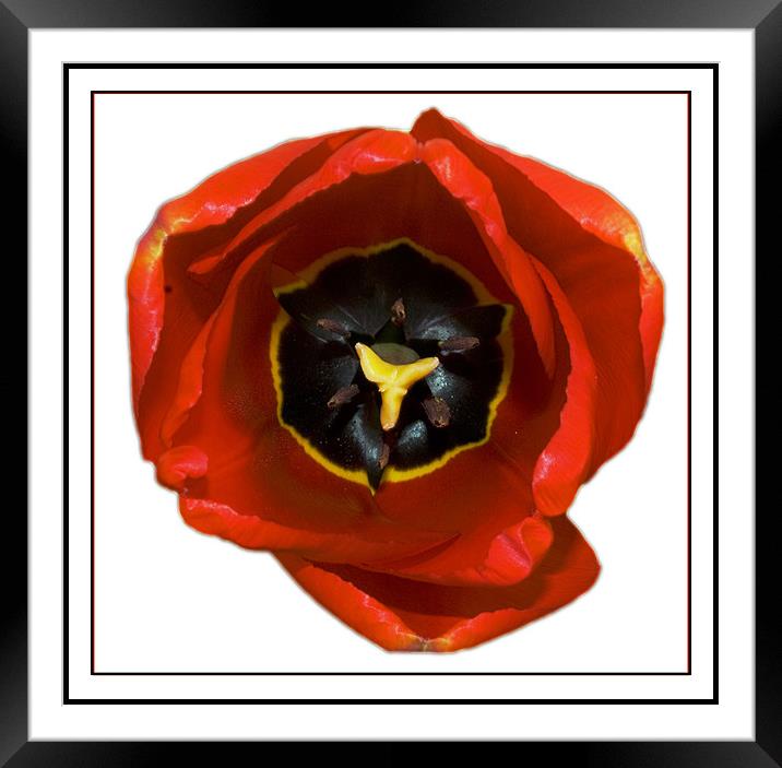 The Tulip Framed Mounted Print by Darren Smith