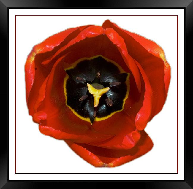The Tulip Framed Print by Darren Smith