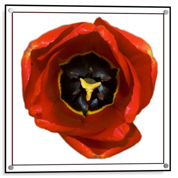 The Tulip Acrylic by Darren Smith
