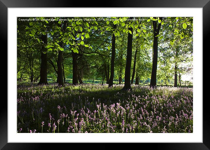Bluebell Woods, Ashridge Framed Mounted Print by Graham Custance