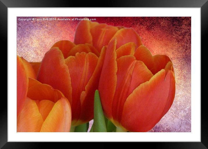 Tulips with Textured Background Framed Mounted Print by Lynn Bolt
