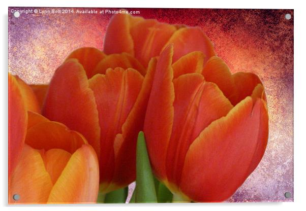 Tulips with Textured Background Acrylic by Lynn Bolt