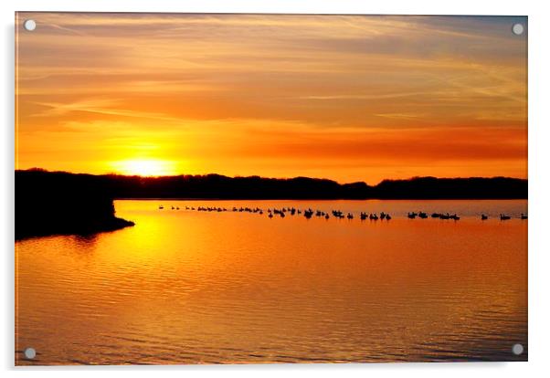 Geese at Sunset Acrylic by Paula J James