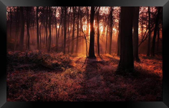 Frosty Morning Woods Framed Print by Ceri Jones
