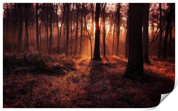 Frosty Morning Woods Print by Ceri Jones
