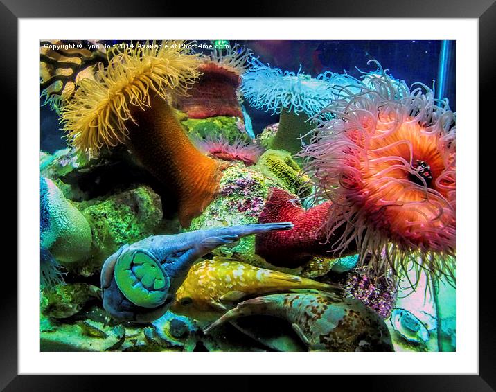 Aquarium Creatures Framed Mounted Print by Lynn Bolt