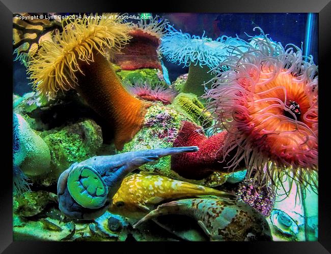 Aquarium Creatures Framed Print by Lynn Bolt