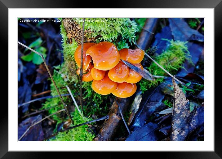 Fungi In Moss Framed Mounted Print by philip milner