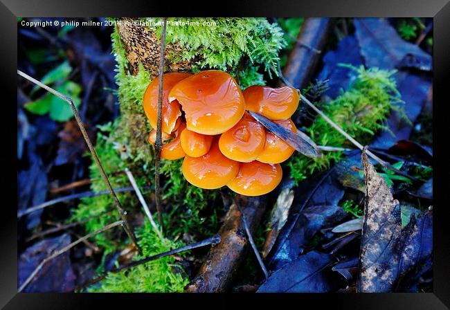 Fungi In Moss Framed Print by philip milner