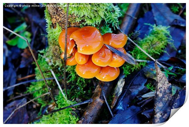 Fungi In Moss Print by philip milner