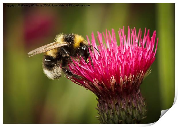 Busy bee on pink flower Print by Wendy Williams CPAGB