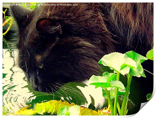 Drinking From The Pond Print by Bill Lighterness