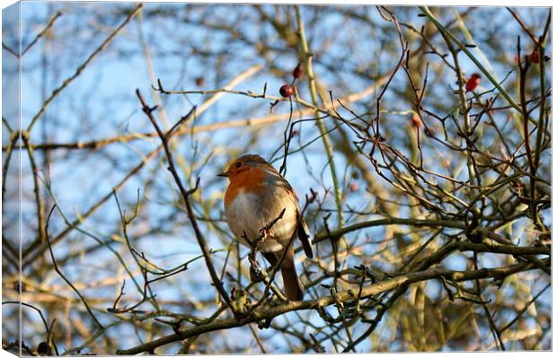 Robin In Tree Canvas Print by philip milner