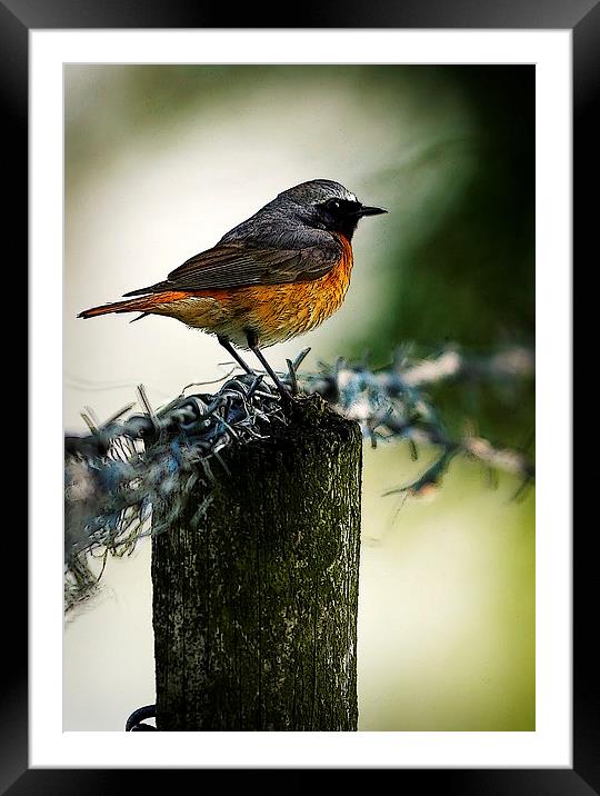 COMMON REDSTART Framed Mounted Print by Anthony R Dudley (LRPS)