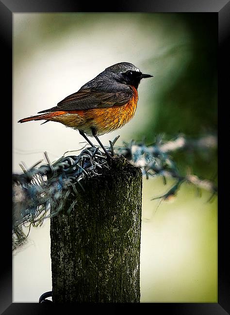 COMMON REDSTART Framed Print by Anthony R Dudley (LRPS)