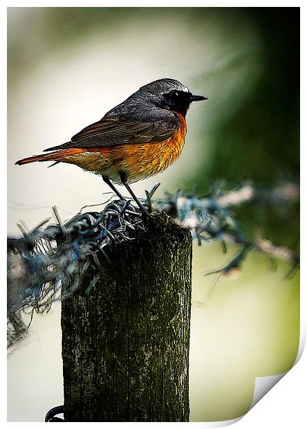 COMMON REDSTART Print by Anthony R Dudley (LRPS)