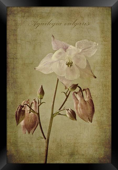 Aquilegia vulgaris with textures Framed Print by John Edwards