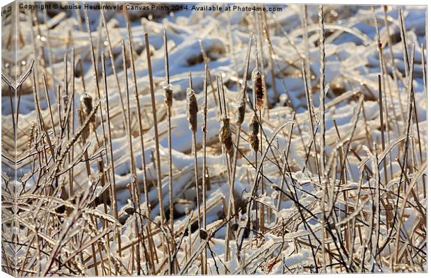 Ice Coated Bullrushes Canvas Print by Louise Heusinkveld