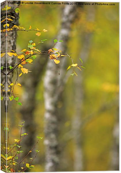 Birch Tree in Autumn Canvas Print by Louise Heusinkveld