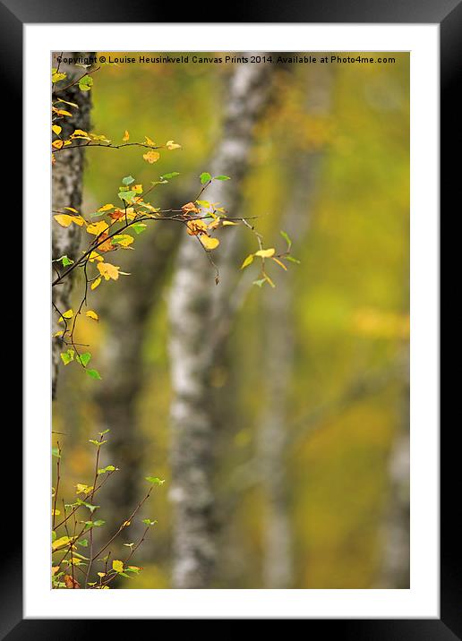 Birch Tree in Autumn Framed Mounted Print by Louise Heusinkveld