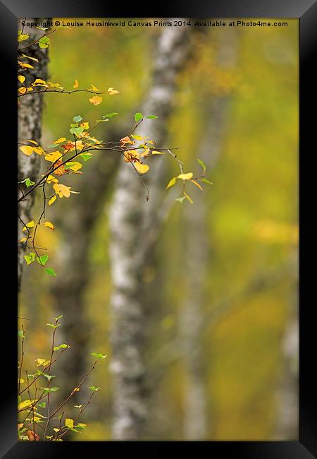 Birch Tree in Autumn Framed Print by Louise Heusinkveld