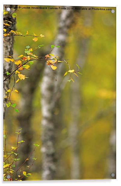 Birch Tree in Autumn Acrylic by Louise Heusinkveld