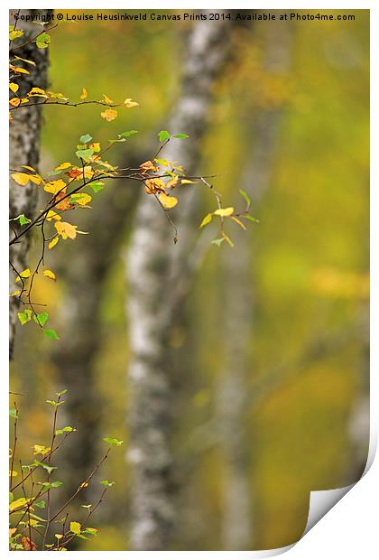 Birch Tree in Autumn Print by Louise Heusinkveld