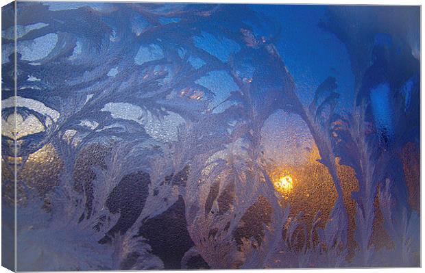 frost flowers at sunrise Canvas Print by Eric Fouwels