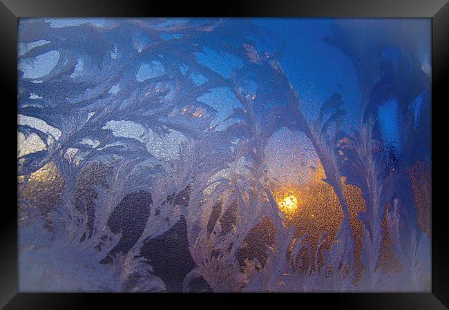frost flowers at sunrise Framed Print by Eric Fouwels