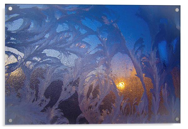 frost flowers at sunrise Acrylic by Eric Fouwels