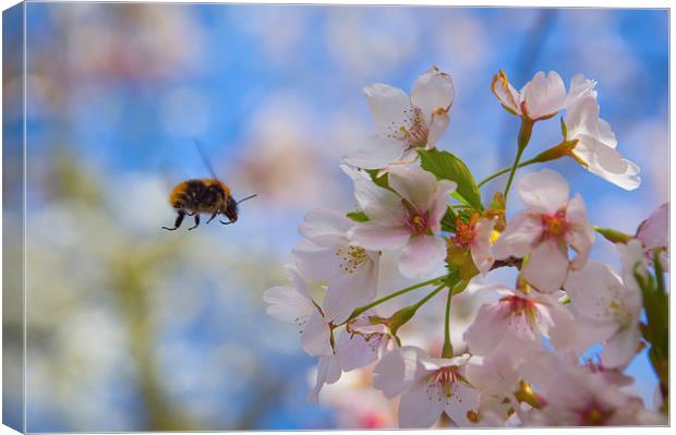 bumblebee and apple tree blossom Canvas Print by Eric Fouwels