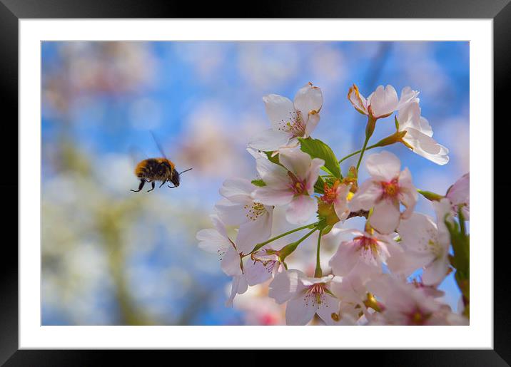 bumblebee and apple tree blossom Framed Mounted Print by Eric Fouwels