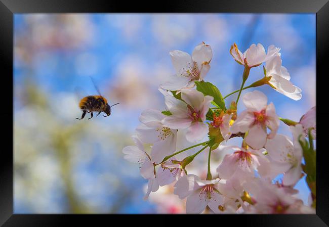 bumblebee and apple tree blossom Framed Print by Eric Fouwels