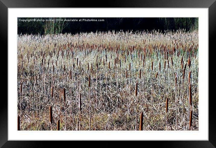Reeds And Pokers Framed Mounted Print by philip milner