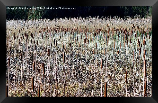 Reeds And Pokers Framed Print by philip milner