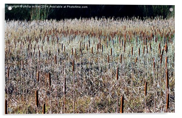 Reeds And Pokers Acrylic by philip milner