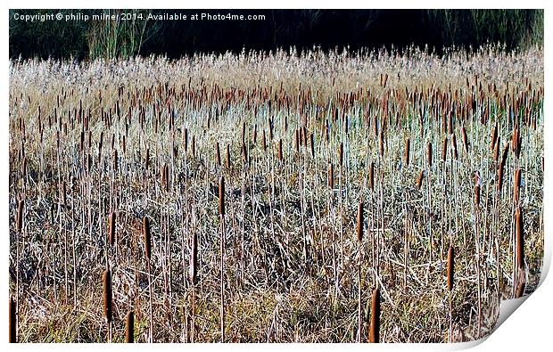 Reeds And Pokers Print by philip milner