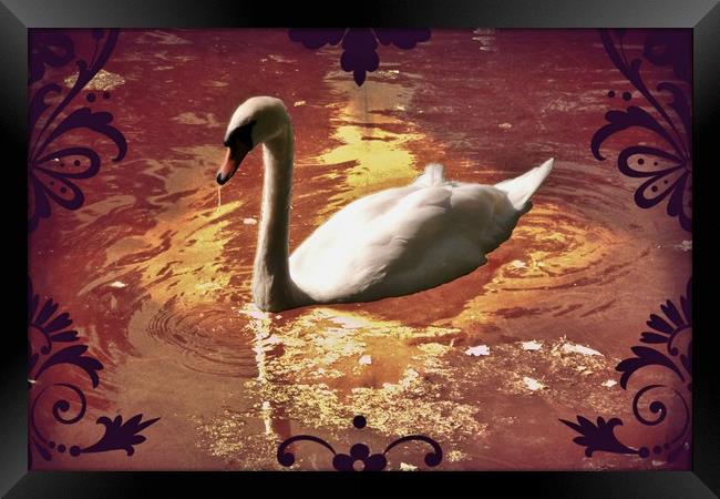 White Swan. Framed Print by Heather Goodwin