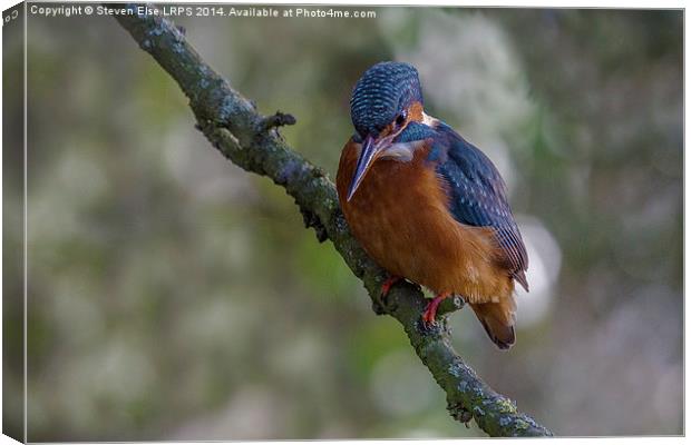 Kingfisher front view on branch Canvas Print by Steven Else ARPS