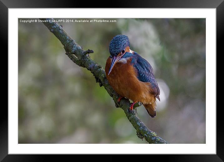 Kingfisher front view on branch Framed Mounted Print by Steven Else ARPS