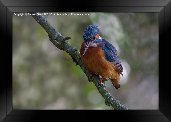 Kingfisher front view on branch Framed Print by Steven Else ARPS