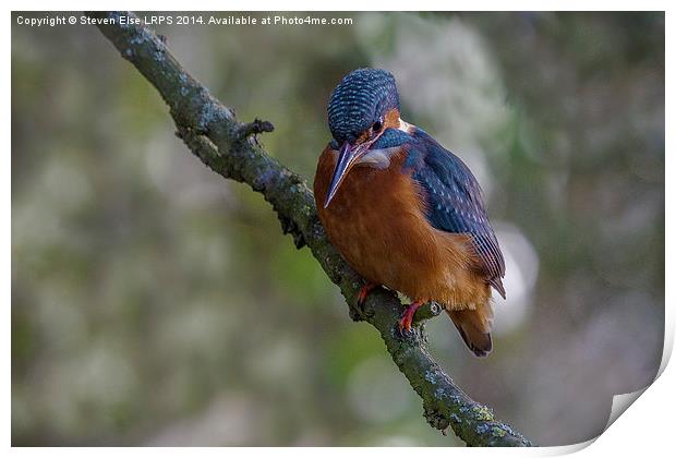 Kingfisher front view on branch Print by Steven Else ARPS
