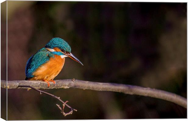 Kingfisher looking for fish Canvas Print by Steven Else ARPS
