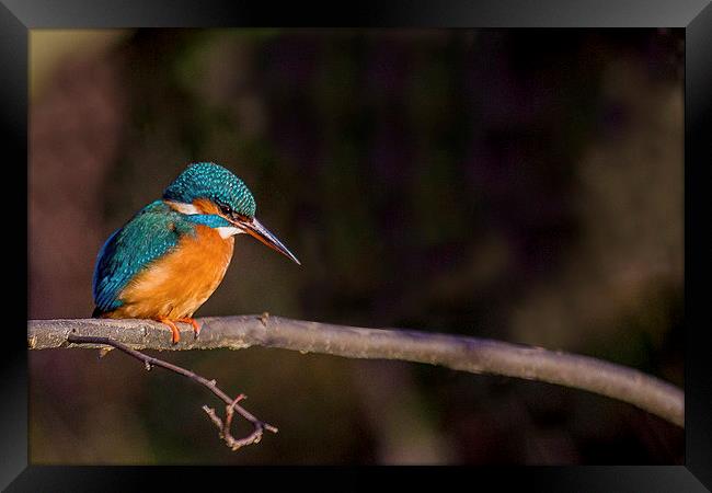 Kingfisher looking for fish Framed Print by Steven Else ARPS