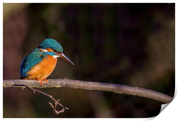 Kingfisher looking for fish Print by Steven Else ARPS