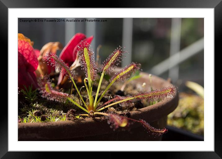 carnivorous plant Framed Mounted Print by Eric Fouwels