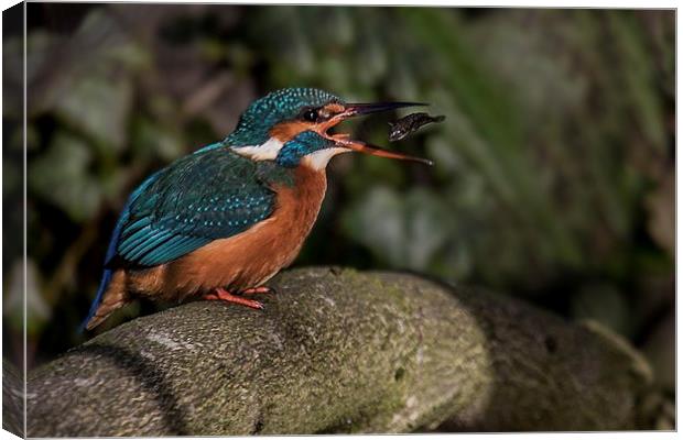 Kingfisher turning a fish Canvas Print by Steven Else ARPS