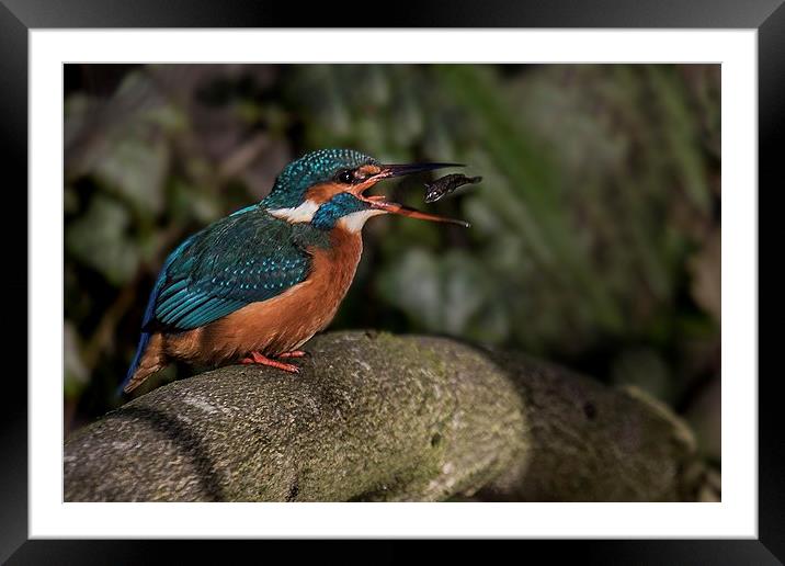 Kingfisher turning a fish Framed Mounted Print by Steven Else ARPS