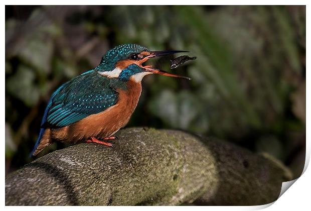 Kingfisher turning a fish Print by Steven Else ARPS